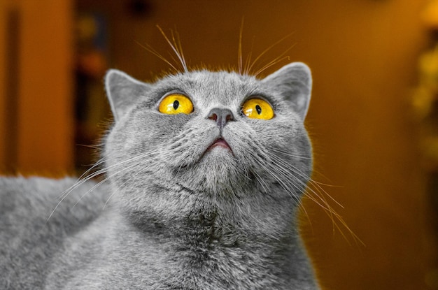 Graues schottisches Katzenporträt auf braunem Hintergrund