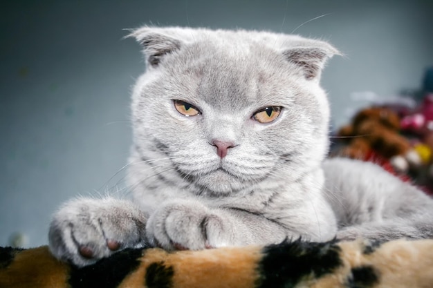 Graues Scottish Fold-Kätzchen mit orangefarbenen Augen