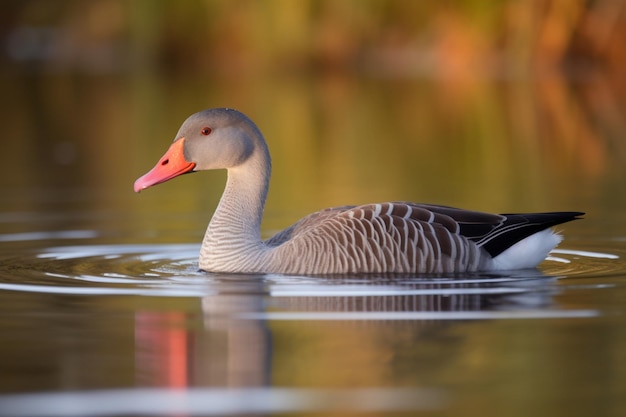 Graugans Anser Anser schwimmt am frühen Morgen auf einem See