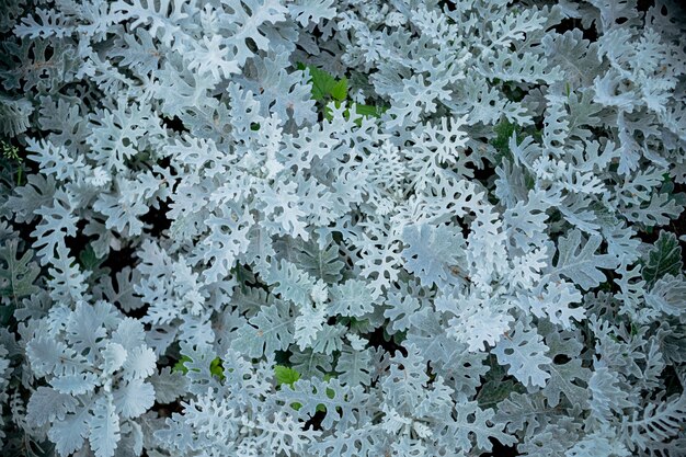 Graugrüne Blätter von Cineraria im Makro. Exotische staubige Müller-Pflanzen-Nahaufnahme. Natürlicher Hintergrund von Cineraria maritima. Silberstaubkraut. Schöne Senecio Cineraria. Raue Blätter einer erstaunlichen Pflanze.