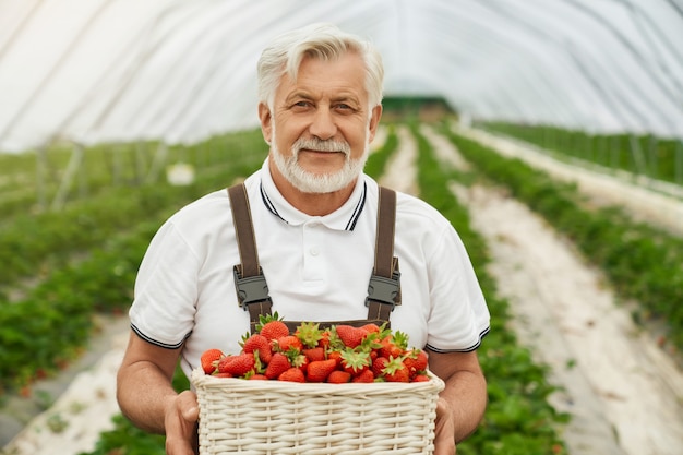 Grauhaariger männlicher Bauer in braunen Overalls, der im Gewächshaus im Freien posiert und Korb mit reifen Erdbeeren hält. Konzept von Menschen und Ernte.