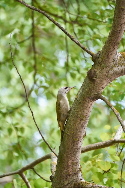 Graukopfspecht auf einem Baum im Park