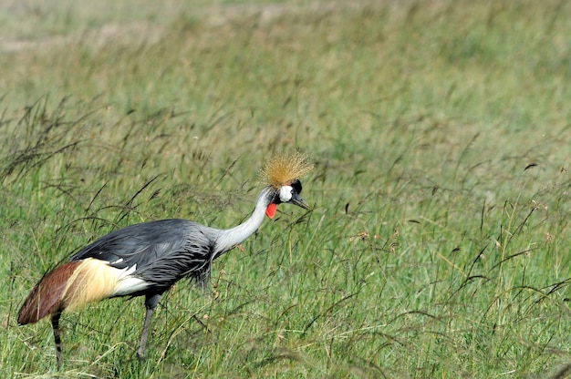 Graukronenkranich Balearica regulorum gibbericeps