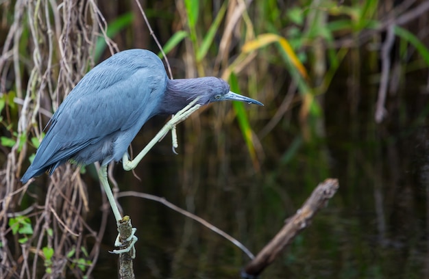 Graureiher (Ardea cinerea), Everglades Nationalpark, Florida