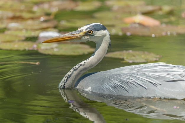 Graureiher Ardea cinerea fischt im Sumpf