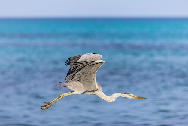 Graureiher (Ardea cinerea). Fliegen gegen den blauen Himmel und die tropische Ozeanlagune. Riesenvogel, Federn