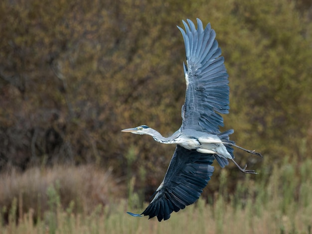 Foto graureiher (ardea cinerea) im flug fotografiert.