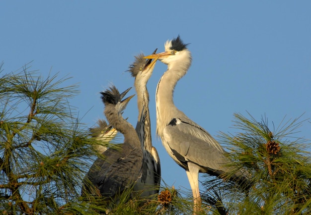 Graureiher ardea cinerea mit Jungvögeln