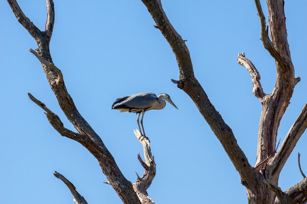 Graureiher (Ardea cinerea) thront auf einem toten Baum