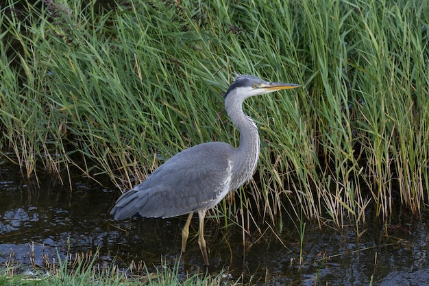 Graureiher ardea cinerea