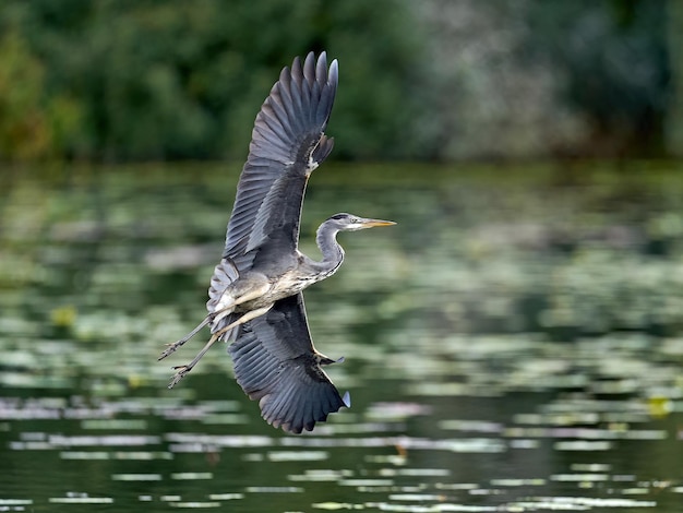 Graureiher ardea cinerea