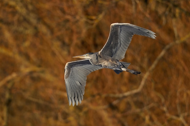 Graureiher ardea cinerea