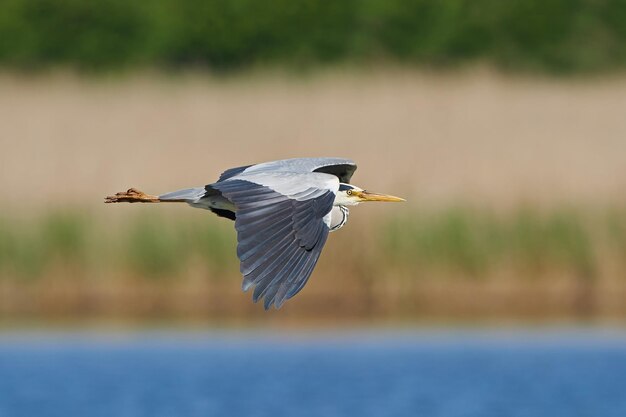 Graureiher ardea cinerea