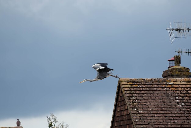 Graureiher, der vom Fuß eines Hauses gegen einen grüblerischen Himmel abhebt