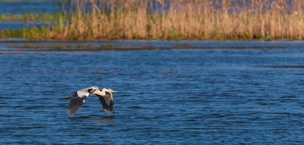 Graureiher fliegt nahe der Wasseroberfläche