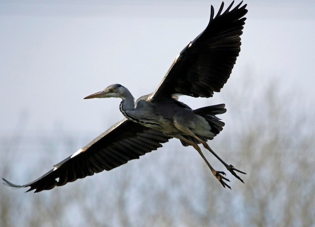 Graureiher fliegt über den See