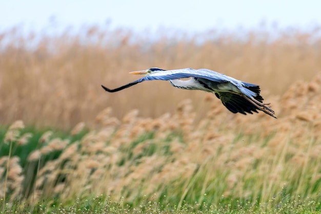 Graureiher fliegt über sumpfiges Grasland