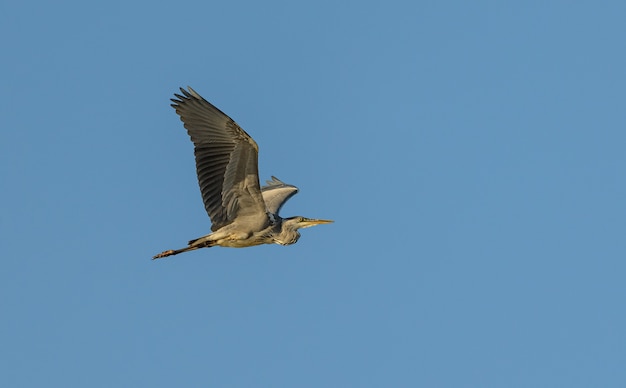 Graureiher im Flug auf blauem Himmel, wild