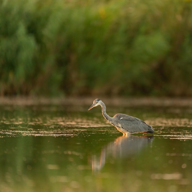 Foto graureiher im habitat ardea cinereat