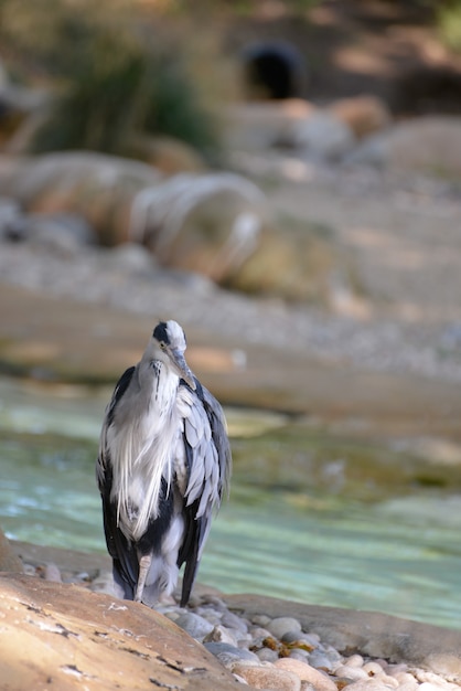 Graureiher steht am Wasserrand