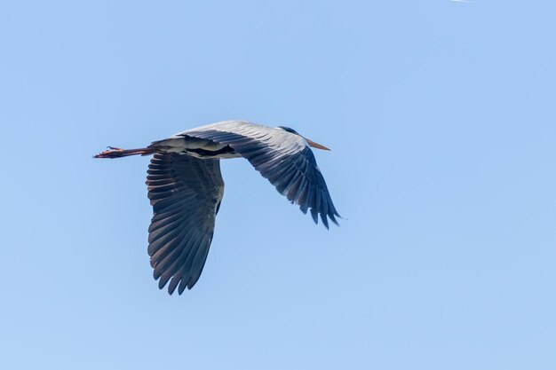 Graureiherflug (Ardea Herodias) Graureiher, der blauen Himmel fliegt