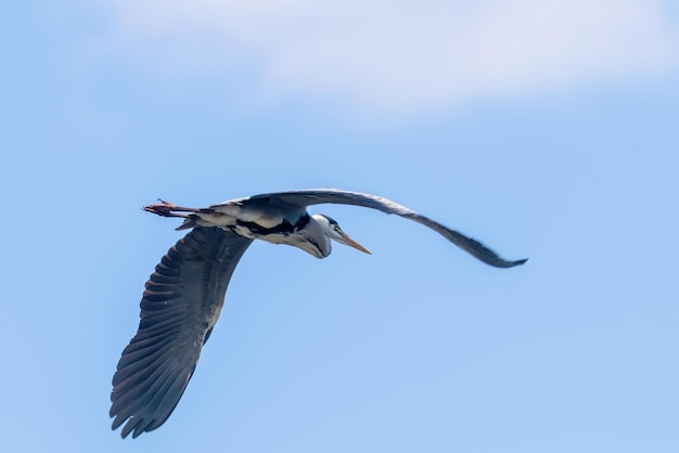 Graureiherflug ardea herodias Graureiherfliege