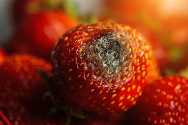 Grauschimmel auf roten reifen frischen Erdbeeren vom Bauernhof, Nahaufnahme, selektiver Fokus, unscharfer Hintergrund. QC-Prozess vor dem Versand an den Einzelhandel. Gesundheitsgefährdende verderbliche Produkte.