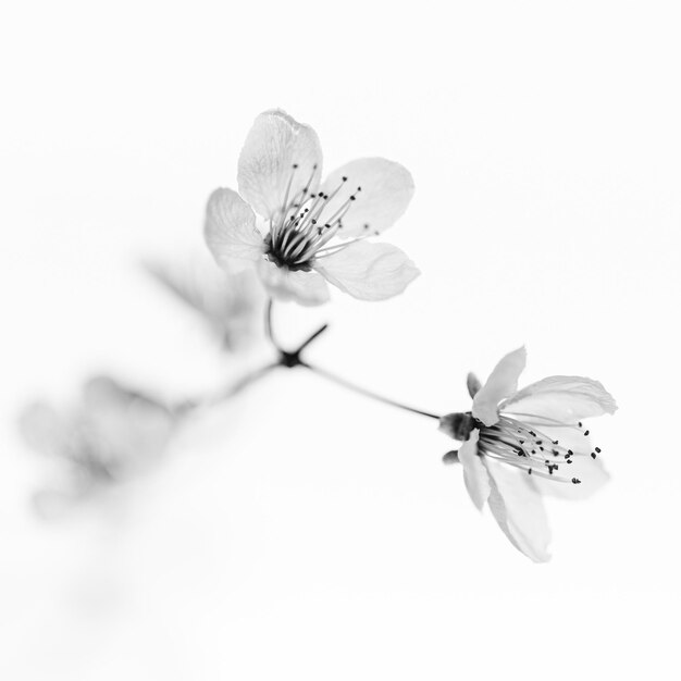 Graustufenaufnahme der Pflaumenblüten im weißen quadratischen Hintergrund