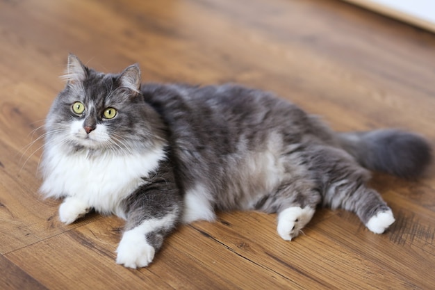 Grauweiße Katze liegt auf einem Holzboden