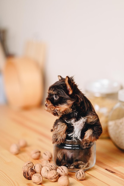 Grave ceño fruncido Little Yorkshire Terrier Puppy se encuentra en la mesa de la cocina de madera en un tarro de cristal