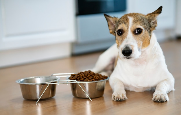 Grave perro infeliz se sienta delante de un plato de comida seca concepto de rechazo de alimentos para mascotas enfermedades veterinarias