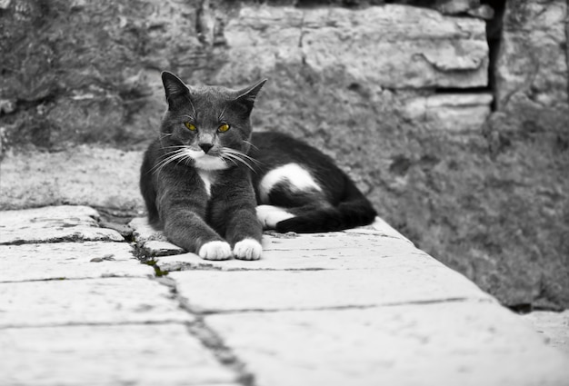 Grave Pretty Cat en Old Town Street. Tiro horizontal en blanco y negro