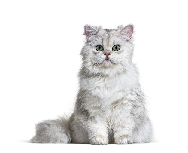 Gray British Longhair sentado fundo branco