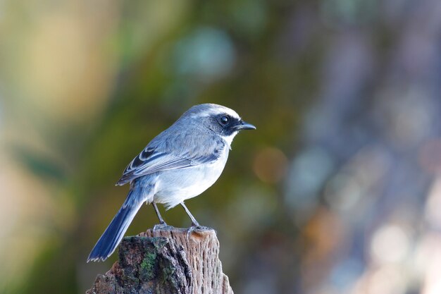 Gray Bushchat Saxicola ferreus