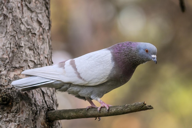 Gray Dove on a Rock Rigeon. Fechar-se.