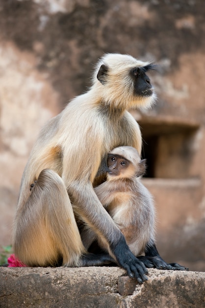 Gray Langur protegiendo a su cachorro