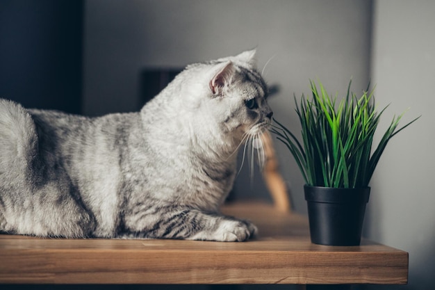 Gray tabby british kitten katze isst schnüffeln und kauen frisches grünes gras und grünen hafer mit lustigen gefühlen katze gras haustier gras haustiergesundheit natürliche nahrung und vitamine für haustiere conceptxA