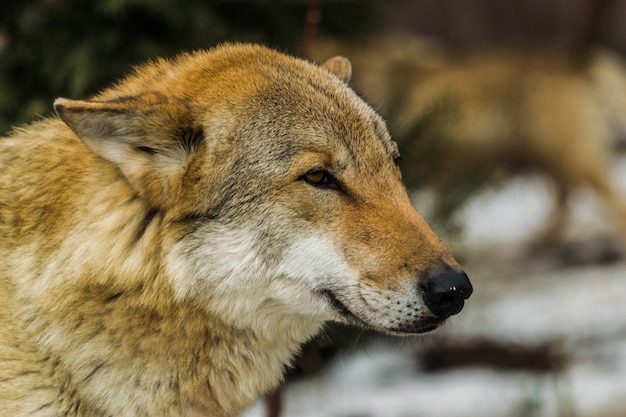 Gray Wolf, seitliches Kopfporträt