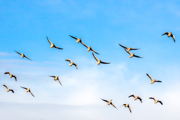 Graylag gansos (Anser anser) en vuelo