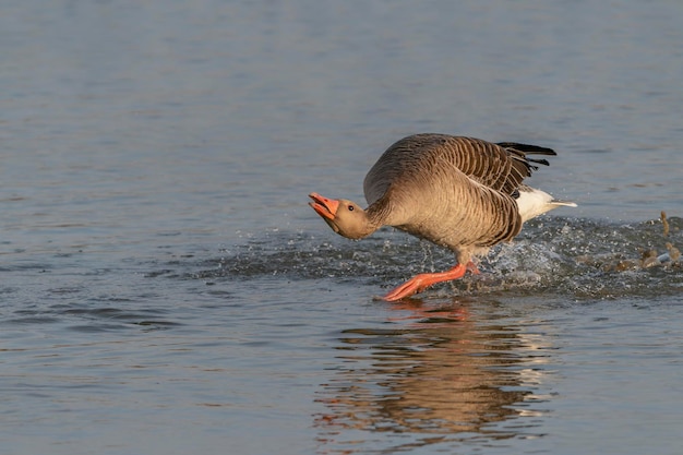 Graylag goose (anser anser) persiguiendo a otro ganso macho en exhibición territorial.