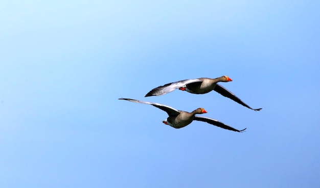 Graylag goose en vuelo extendiendo las alas