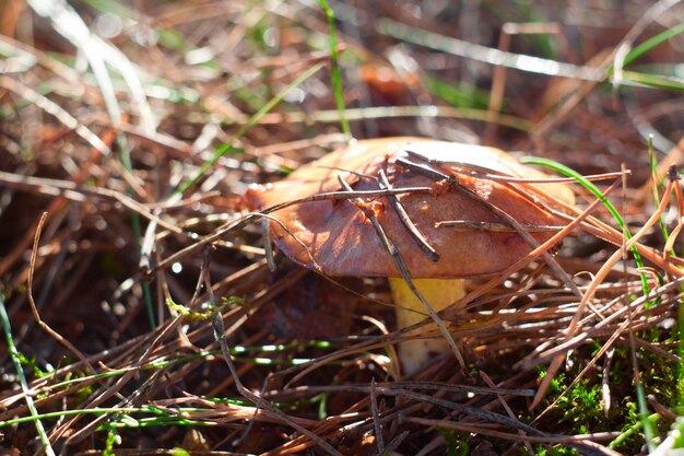 Greasers o mushroomin