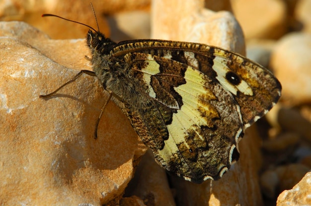 Great Banded Grayling Brintesia circe Aulocera circe Provence França