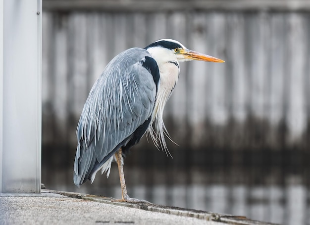 Great Blue Heron Ardea herodias en el puerto