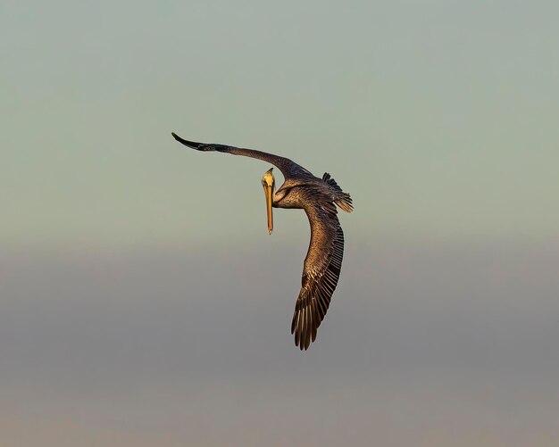 Foto great blue heron caça contra fundo de folhagem de outono