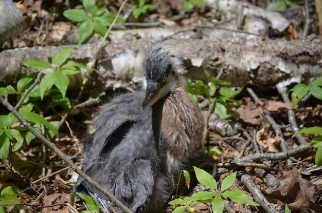 Foto great blue heron chick auf dem boden in maine