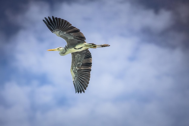 Great Blue Heron fliegt gegen dramatisch schönen blauen Himmel