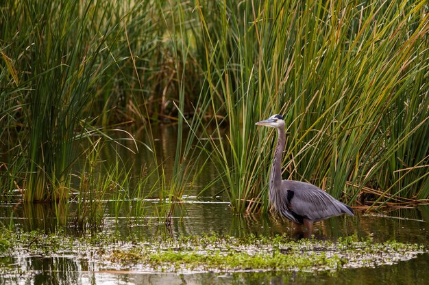 Great Blue Heron im natürlichen Lebensraum auf South Padre Island, TX.