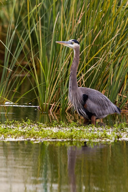 Great Blue Heron im natürlichen Lebensraum auf South Padre Island, TX.