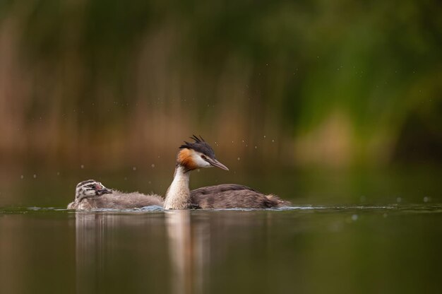 Great Crested Grebe com filhotes na água manchada vegetação e superfície da água no fundo foto de vida selvagem